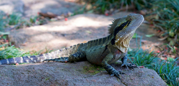 physignathus