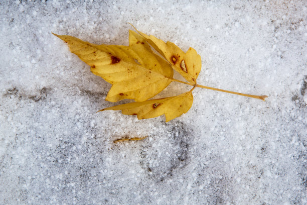 秋分霜降小雪冬大寒