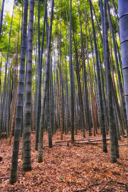 竹林背景素材