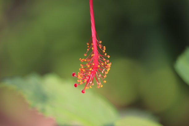 木槿花,高清特写