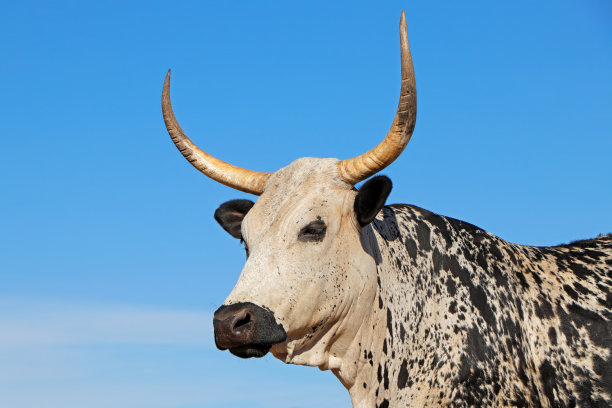 horned