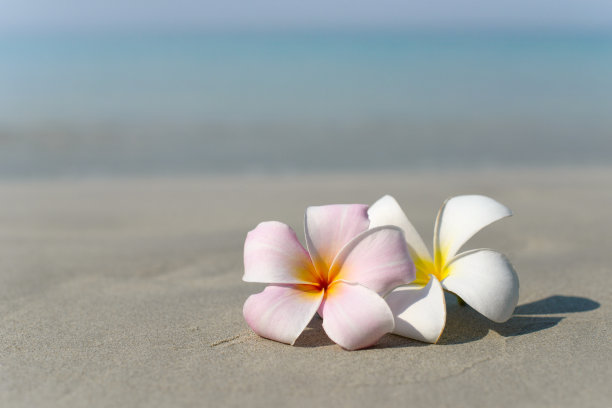 沙滩上的花朵