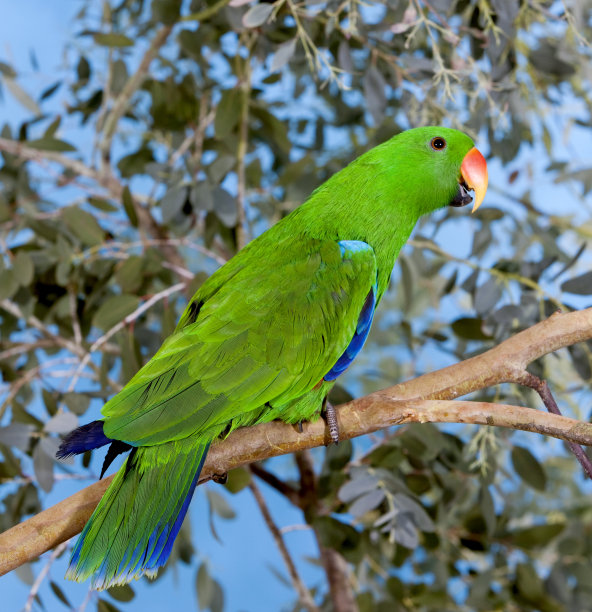 eclectus
