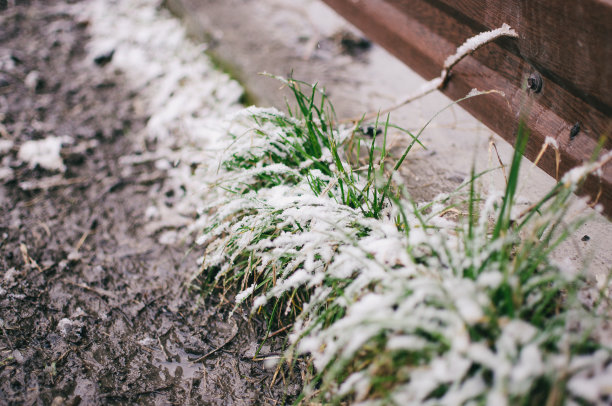 积雪覆盖草坪