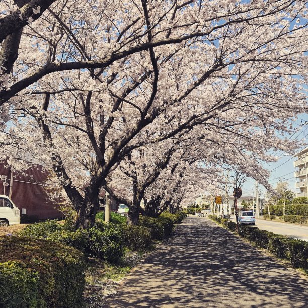 春天爱情隧道