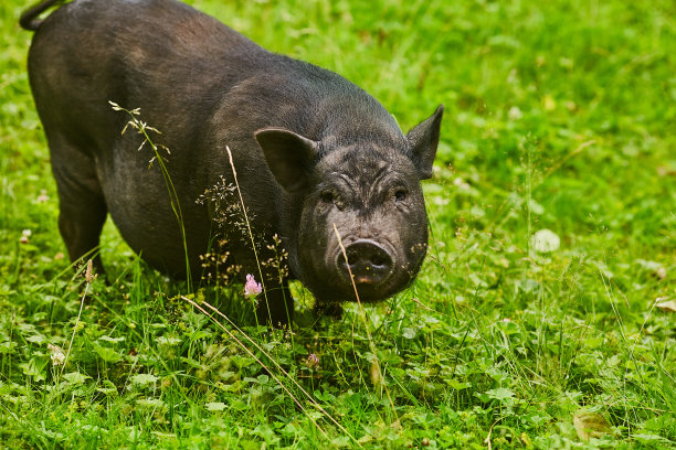 草地上的猪