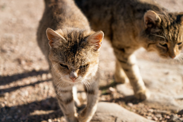 小猫设计