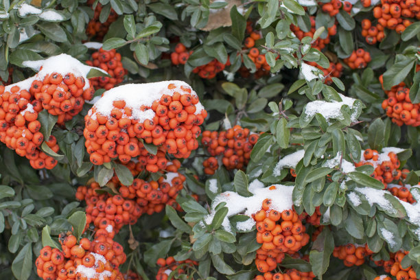 橙色,雪,浆果
