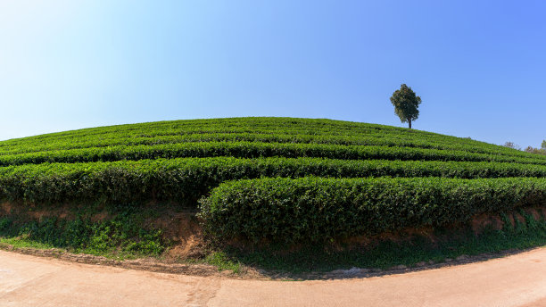 绿茶茶园风景