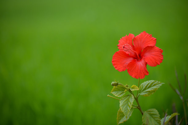 红色花蕊