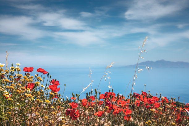 地中海,花卉