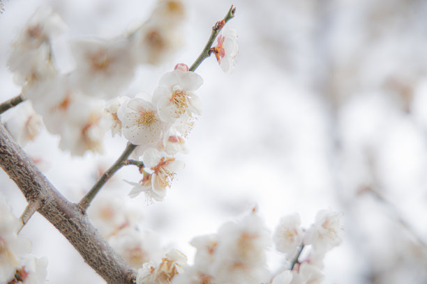 梅花白梅花