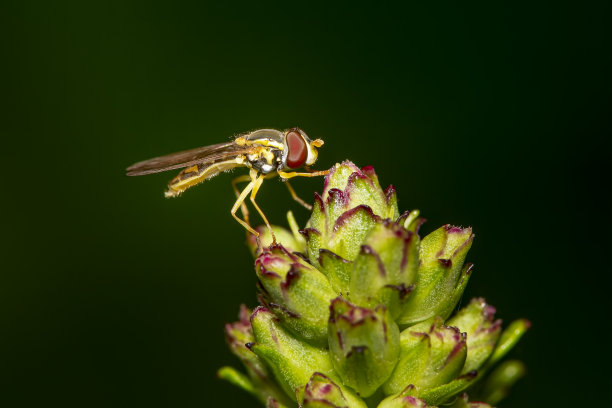 liatris