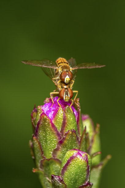 liatris