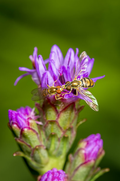 liatris