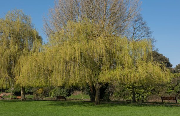 公园里的柳树
