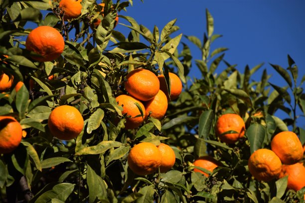 橘子花开