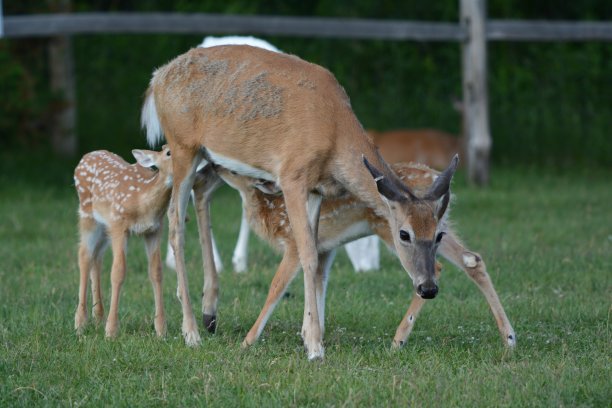 doe