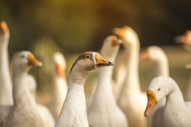goose