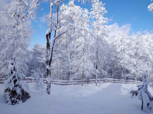 雪覆盖着的森林