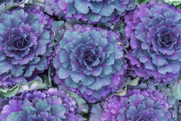 kale