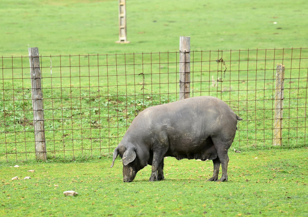 草地上的猪