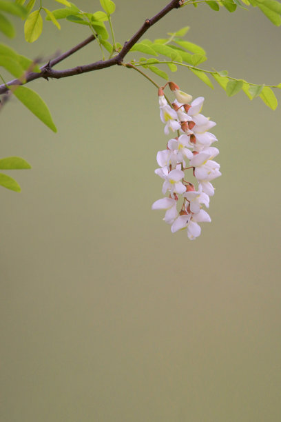 枝头洋槐花