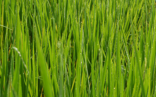 农业土地绿稻田