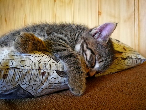 猫猫抱枕