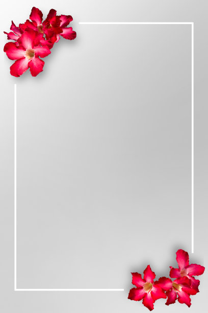 花朵花纹花框