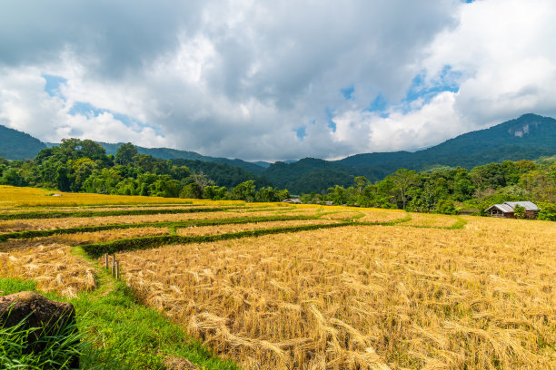 梯田秋景