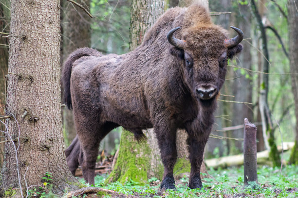 bison