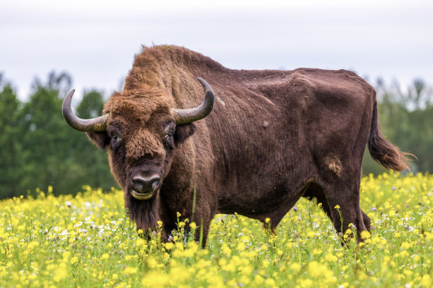 bison