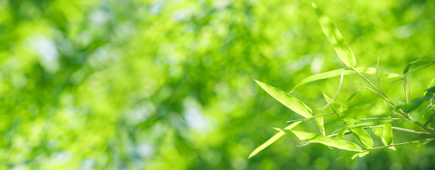 早晨晨曦中的竹子竹叶