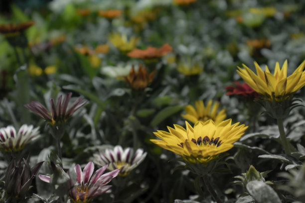 橙红色花朵条纹背景图案