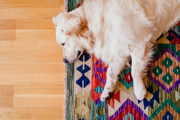 可爱动物地毯