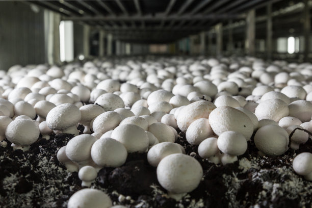 mushrooms