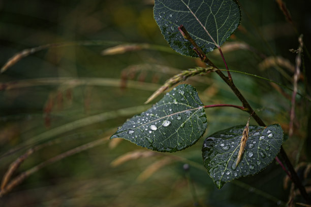 什么是谷雨