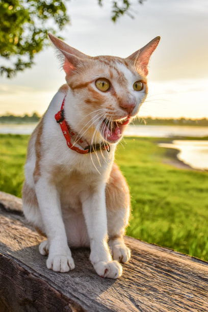 夏日小猫