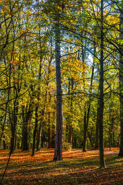 深秋蓝天下公园里的树林