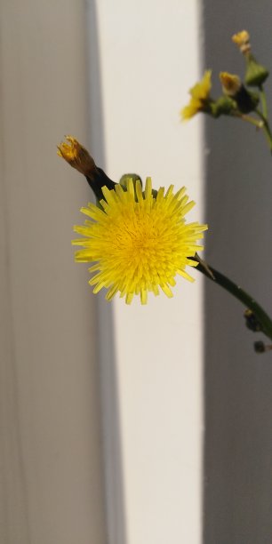 花朵花纹花框