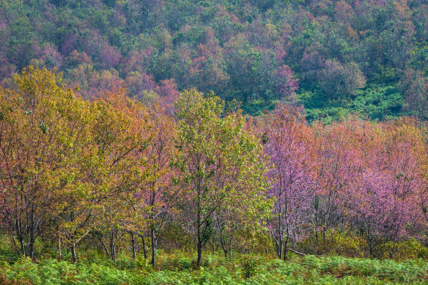 高山橙子