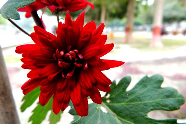 红秋葵花