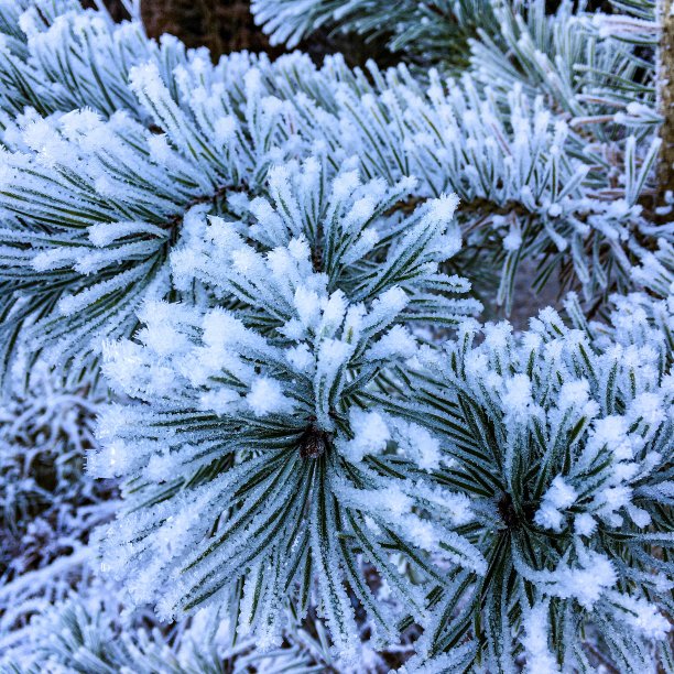 白雪覆盖的枝叶