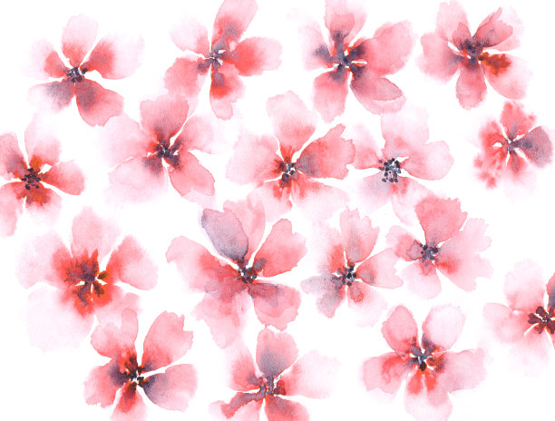 水彩罂粟花
