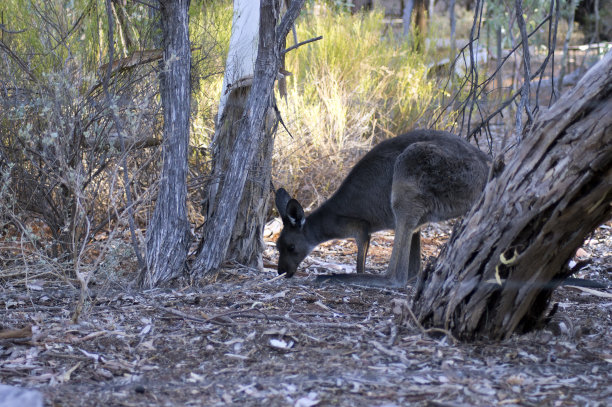 wallaroo