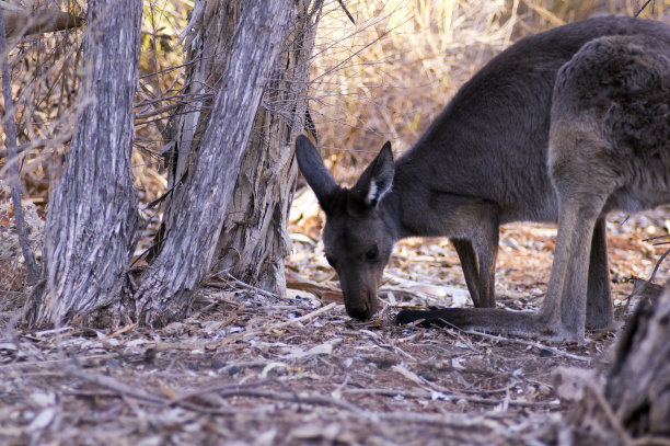 wallaroo