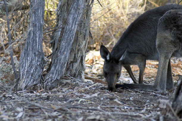 wallaroo