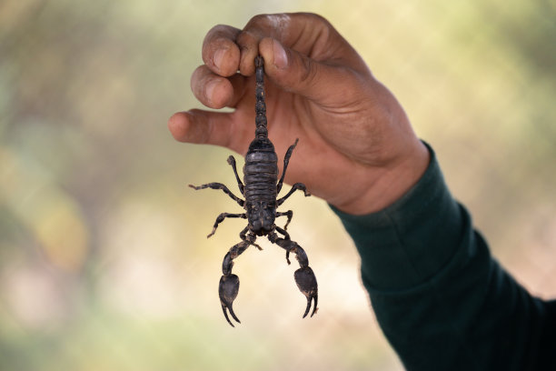 scorpio