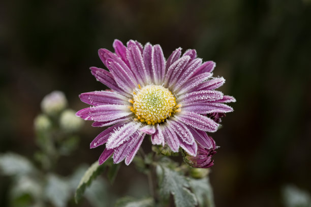 雪叶菊